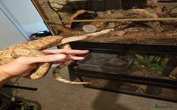 Boa Snake reptiles for sale: 2-Year-Old Female Pure Hog Island Boa - Image 2