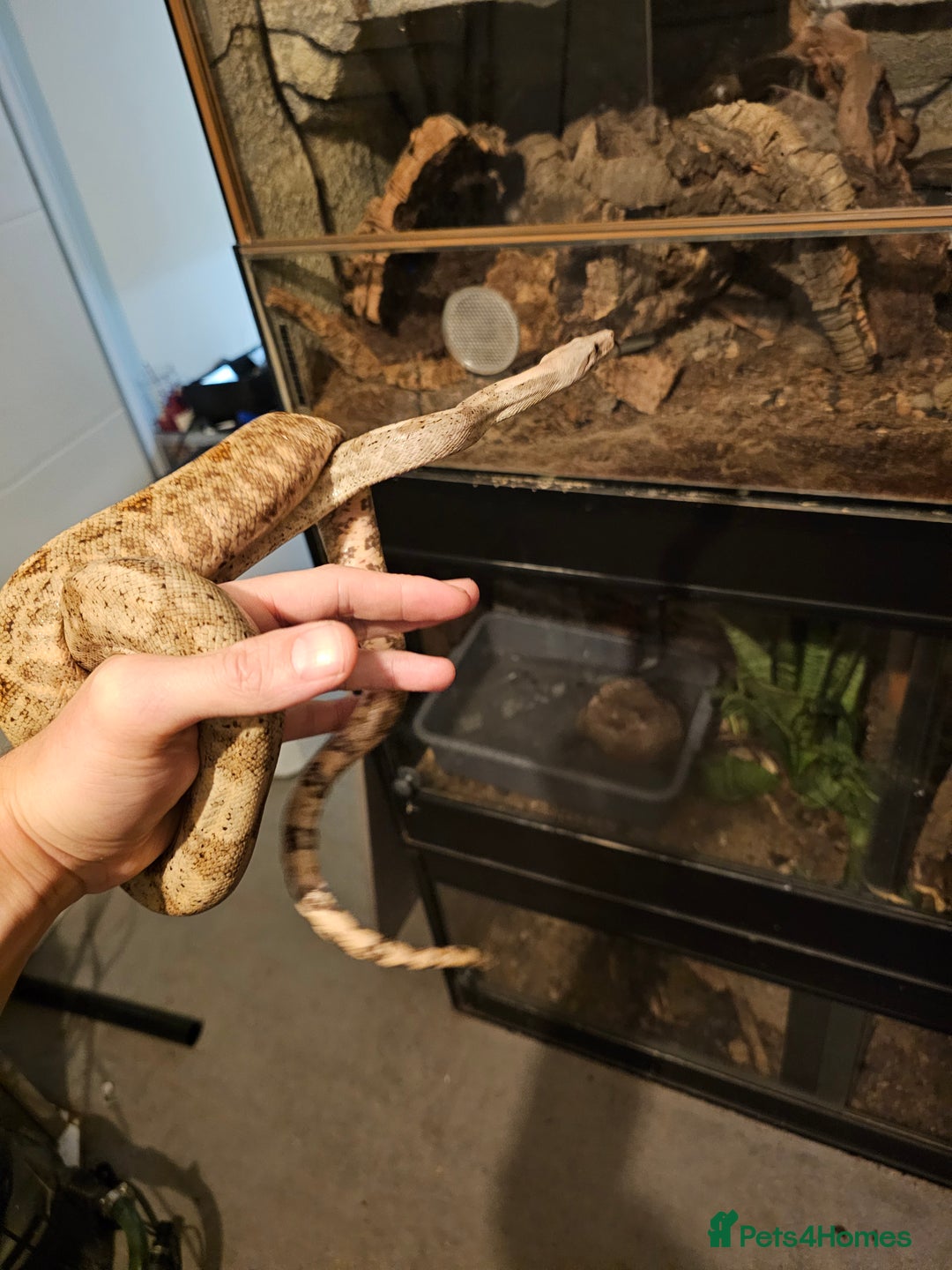 Boa Snake reptiles for sale: 2-Year-Old Female Pure Hog Island Boa - Image 2