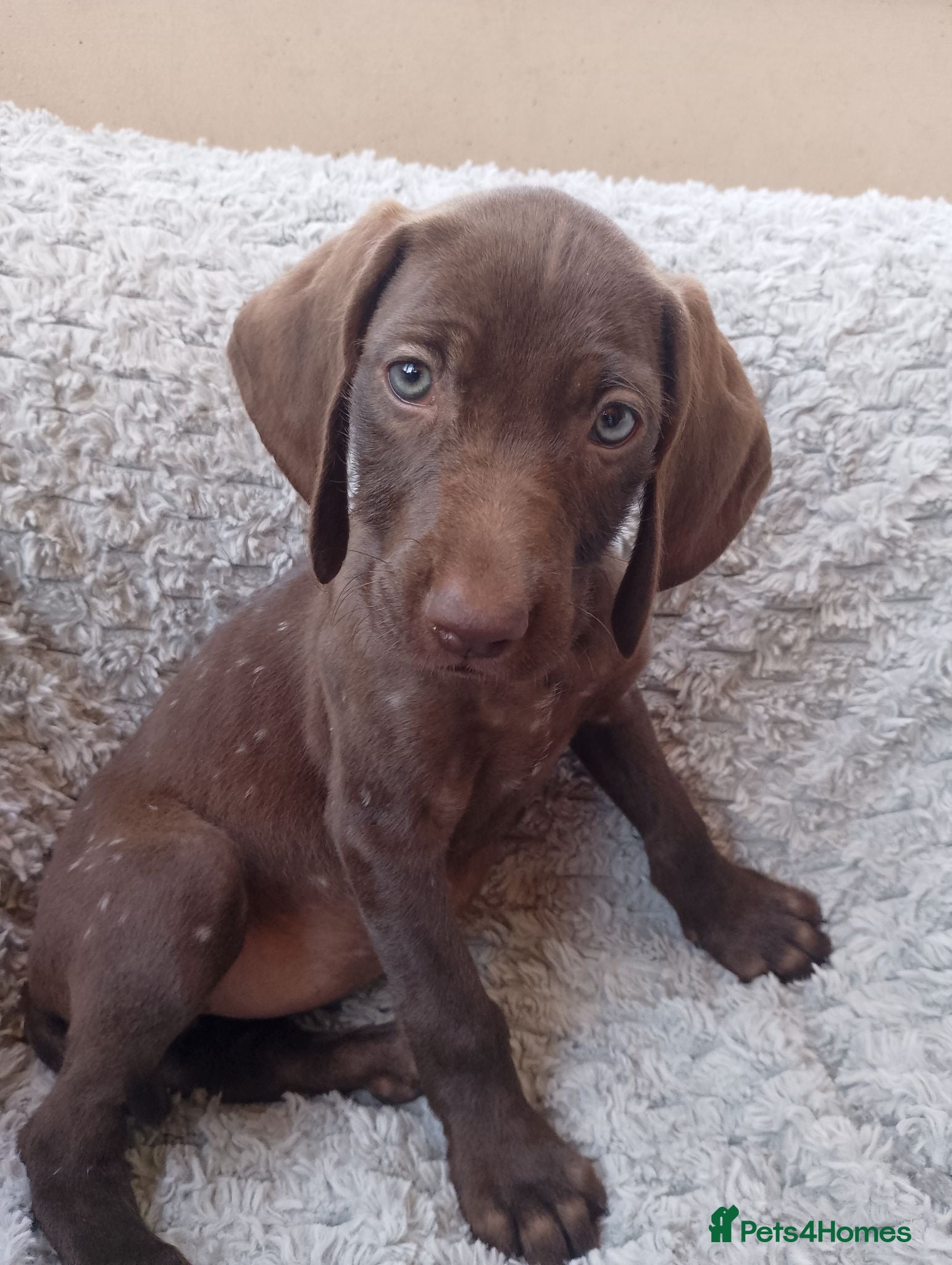 Mixed Breed dogs READY NOW Chocolate puppies - Weimaraner x Vizsla - Advert 2