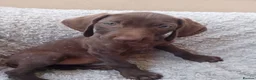 Mixed Breed dogs for sale: READY NOW  - Weimaraner x Vizsla - Advert 8