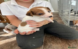 Jack Russell dogs for sale: Stunning little boys and girls - Image 18