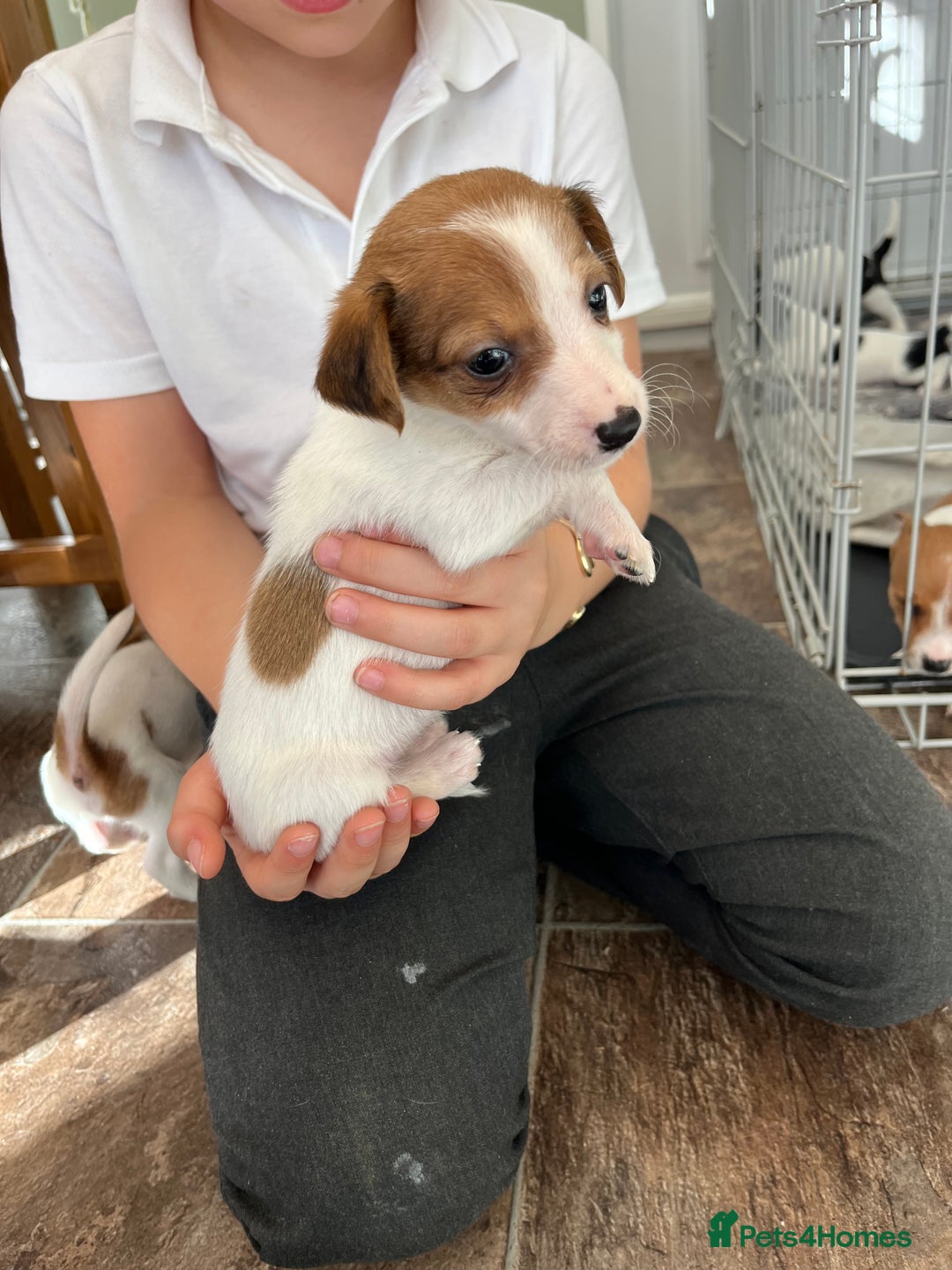Jack Russell dogs for sale: Stunning little boys and girls - Image 18