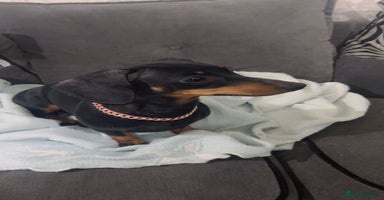 Miniature Dachshund dogs - Advert 8