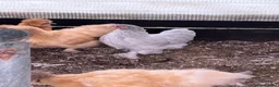 Chickens poultry for sale: Pekin bantam chickens POL - Advert 1
