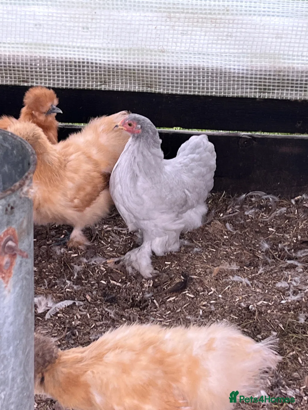Chickens poultry for sale: Pekin bantam chickens POL - Advert 1