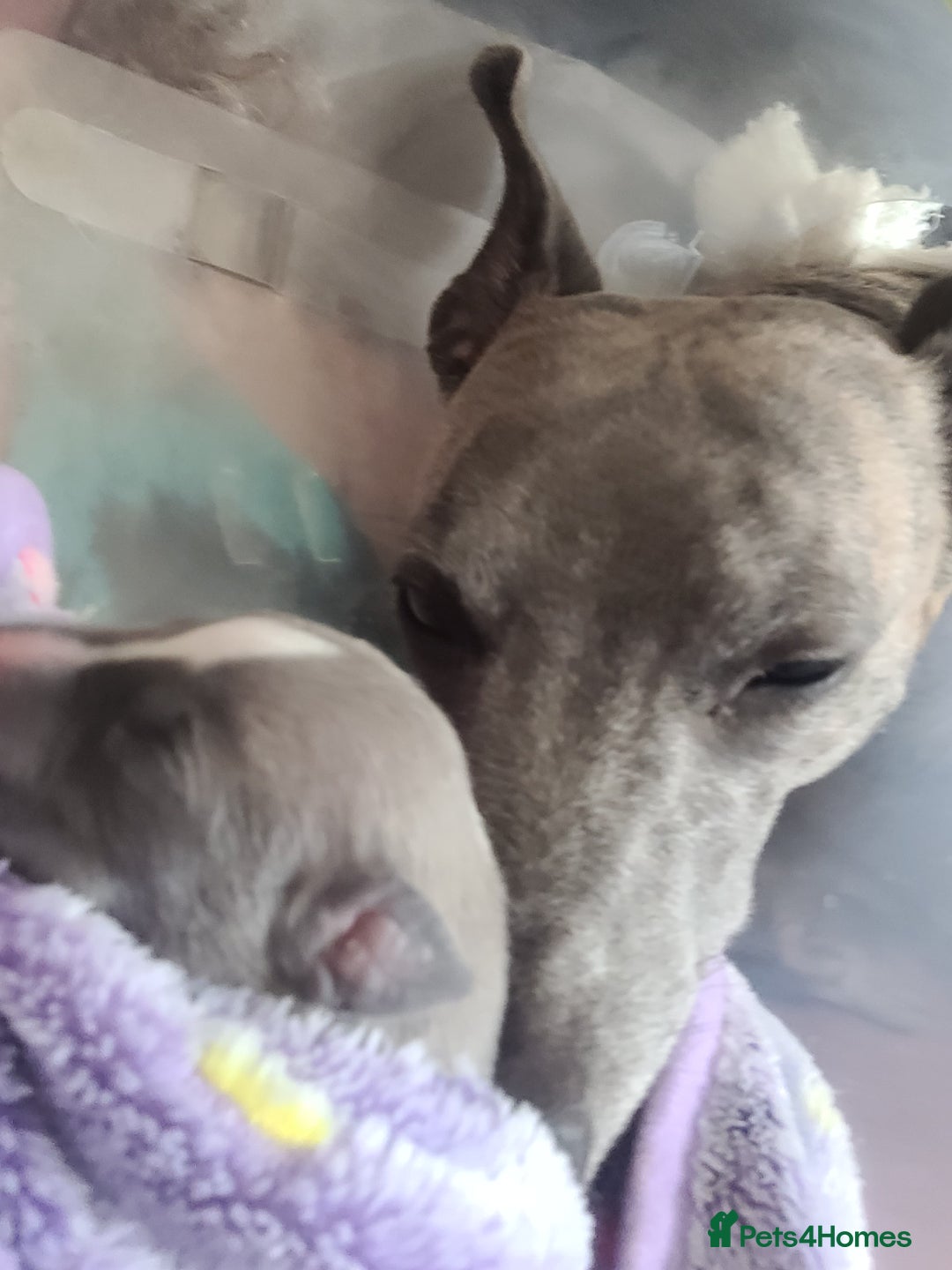 Whippet dogs for sale: Pure breed KC REGISTERED WHIPPET PUPPY - Image 4