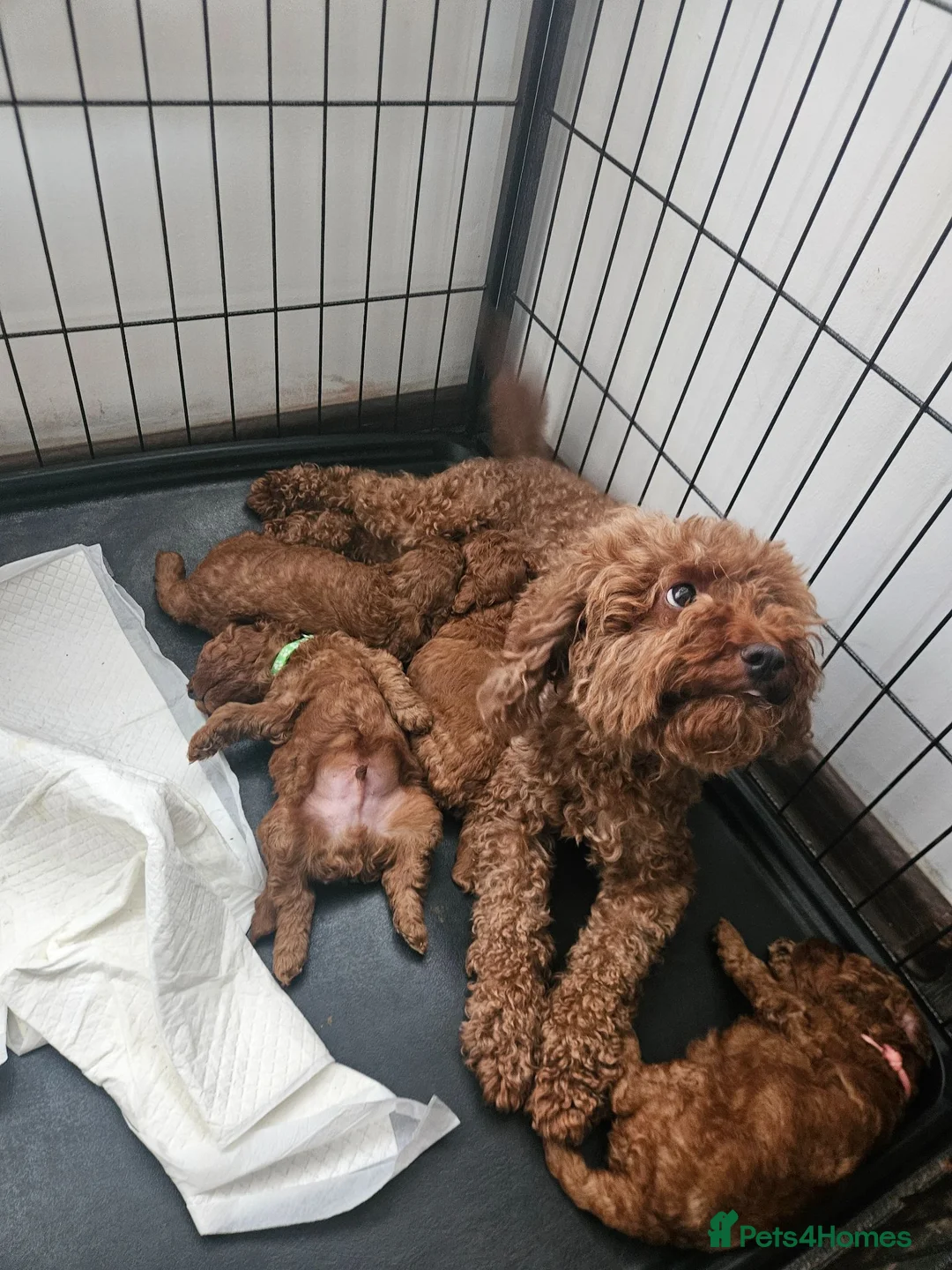 Cockapoo dogs for sale: 🐶 Lovable Teddy Bear red Toy Cockapoo Puppies 🐶  - Advert 23