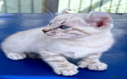 Bengal cats for sale: Gob smacking rare kittens  - Image 10