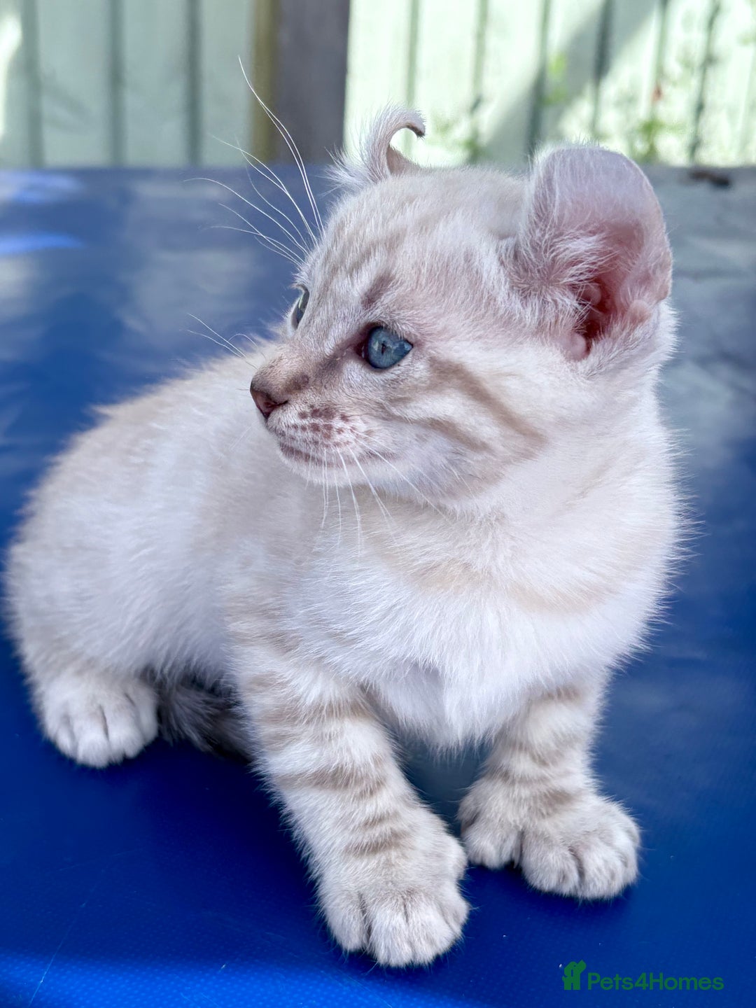 Bengal cats for sale: Gob smacking rare kittens  - Image 10