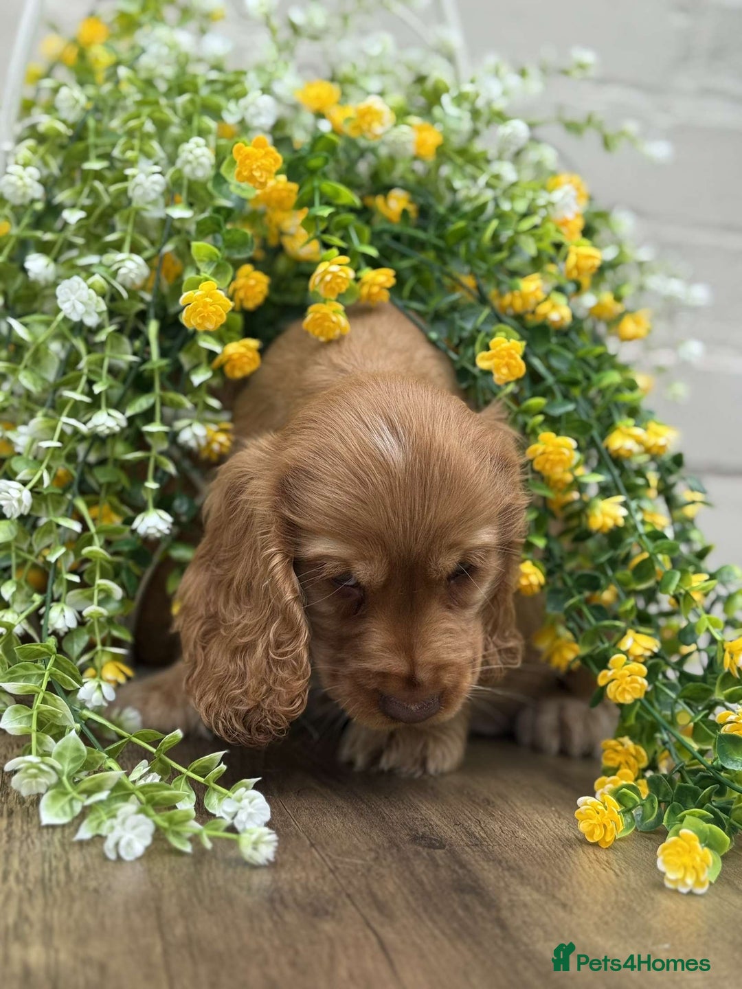 Cocker Spaniel dogs for sale: Showtype cocker spaniels  - Image 11