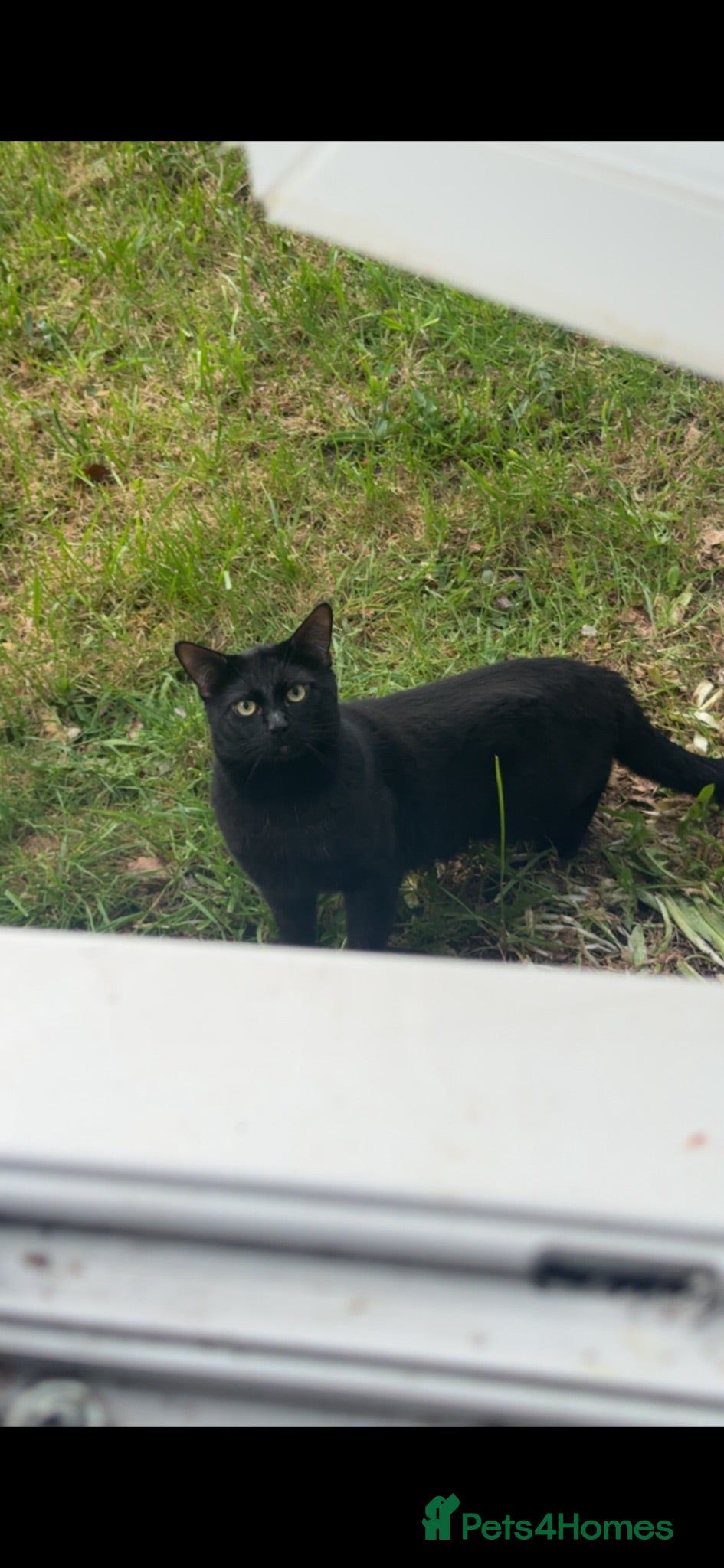 Mixed Breed cats Blaze - read description  - Advert 10