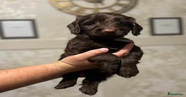 Cockapoo dogs - Advert 13