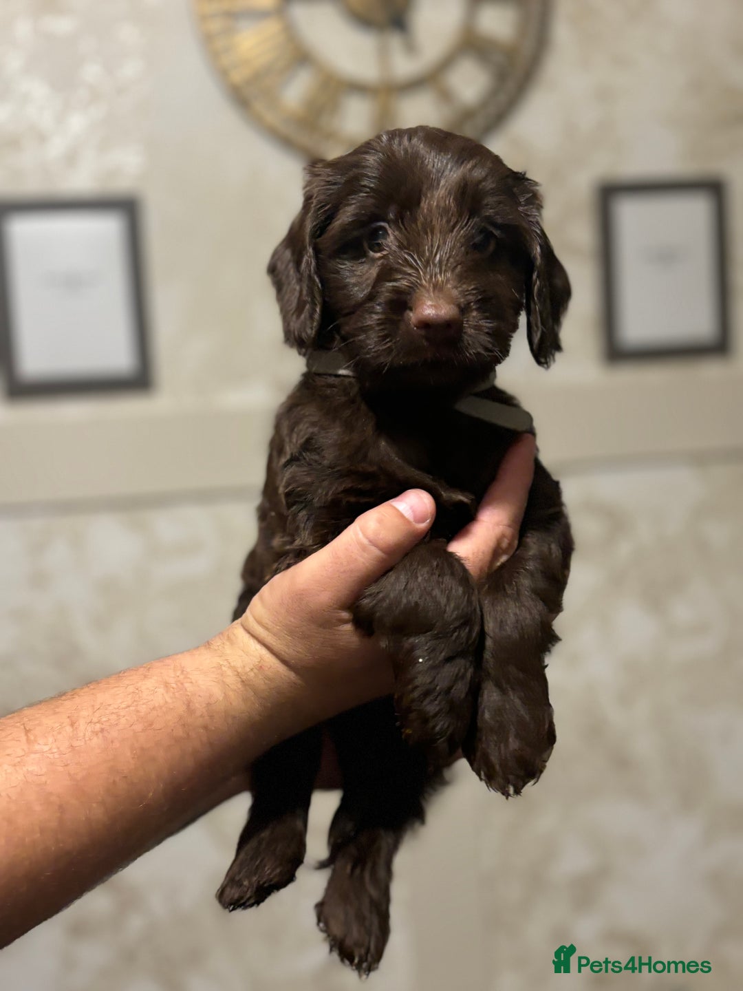 Cockapoo dogs for sale: OUTSTANDING F1B COCKAPOOS ❤️READY NOW 🏠 - Image 3