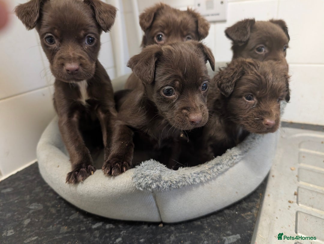 Mixed Breed dogs for sale: Small Jack X spaniel Puppies Ready For New Home  - Advert 2