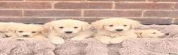 Golden Retriever dogs for sale: 🐾 Gorgeous Golden Retriever Puppies Ready Now 🐾 - Advert 5