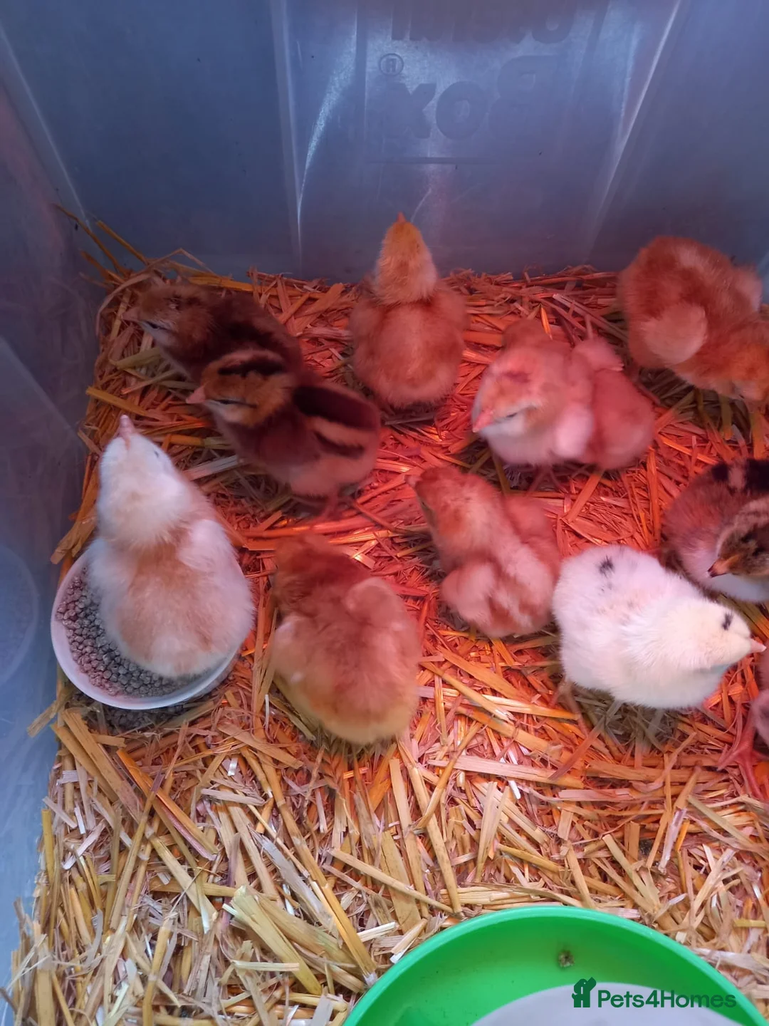Chickens poultry for sale: Maron cross warren chicks in Brierley Hill - Advert 1