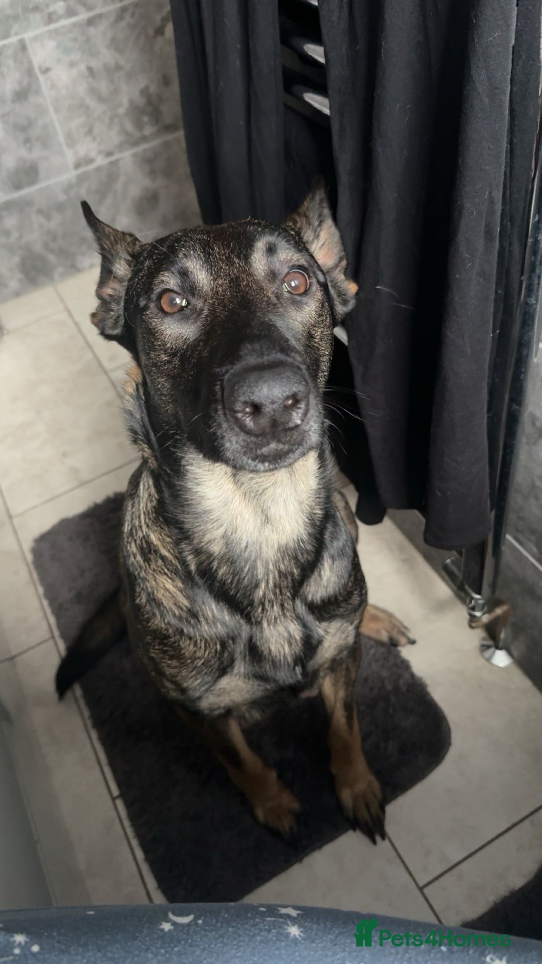 Belgian Shepherd Dog dogs for sale: Belgian Malinois Puppies - Advert 2