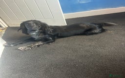 Cocker Spaniel dogs for sale: Trixie - Image 2