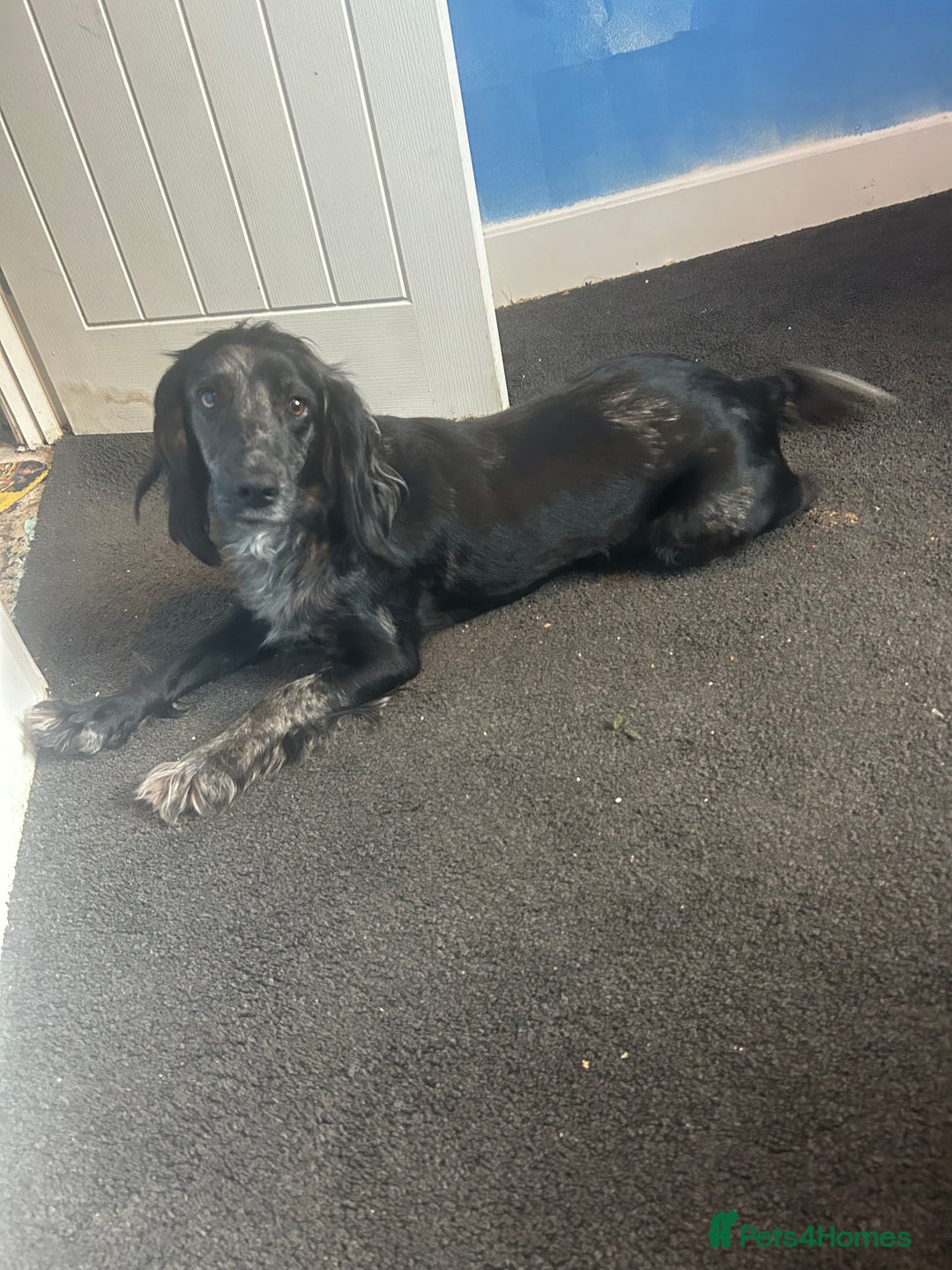 Cocker Spaniel dogs for sale: Trixie - Image 2