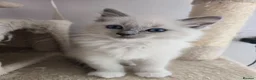Ragdoll cats for sale: Ragdoll  - Advert 3