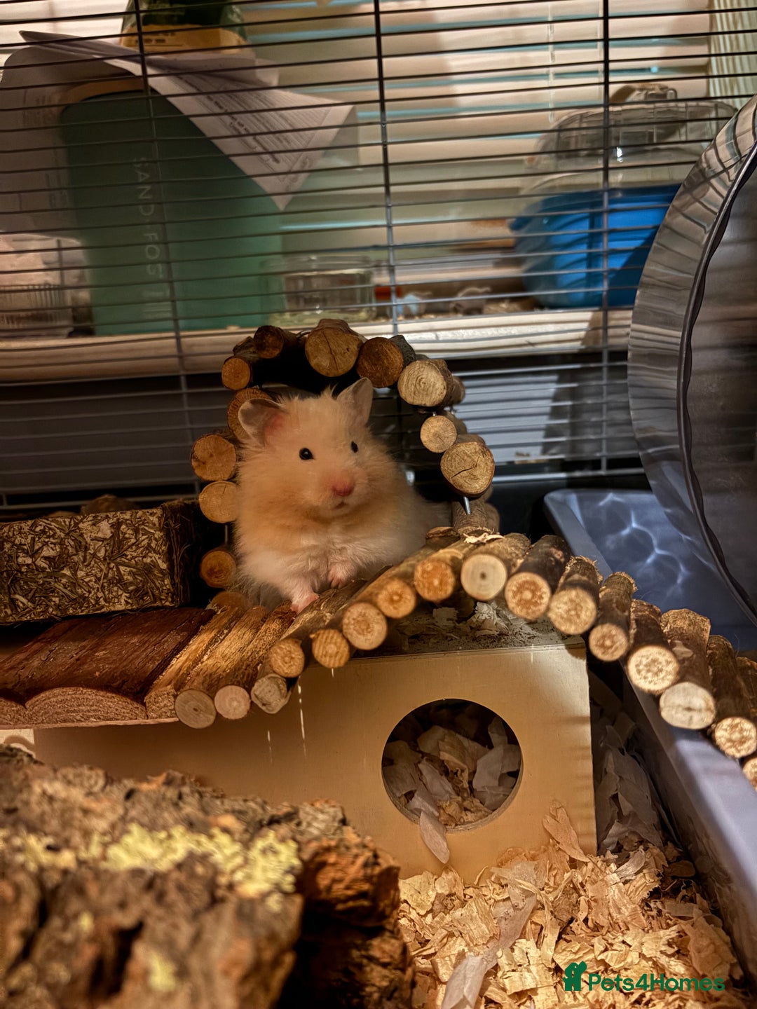 Hamster rodents for sale: Pedigree Syrian hamster waiting list🐹 - Advert 18
