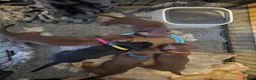 Miniature Dachshund dogs for sale: Miniature Dachshund Smooth Haired Puppies - Advert 2