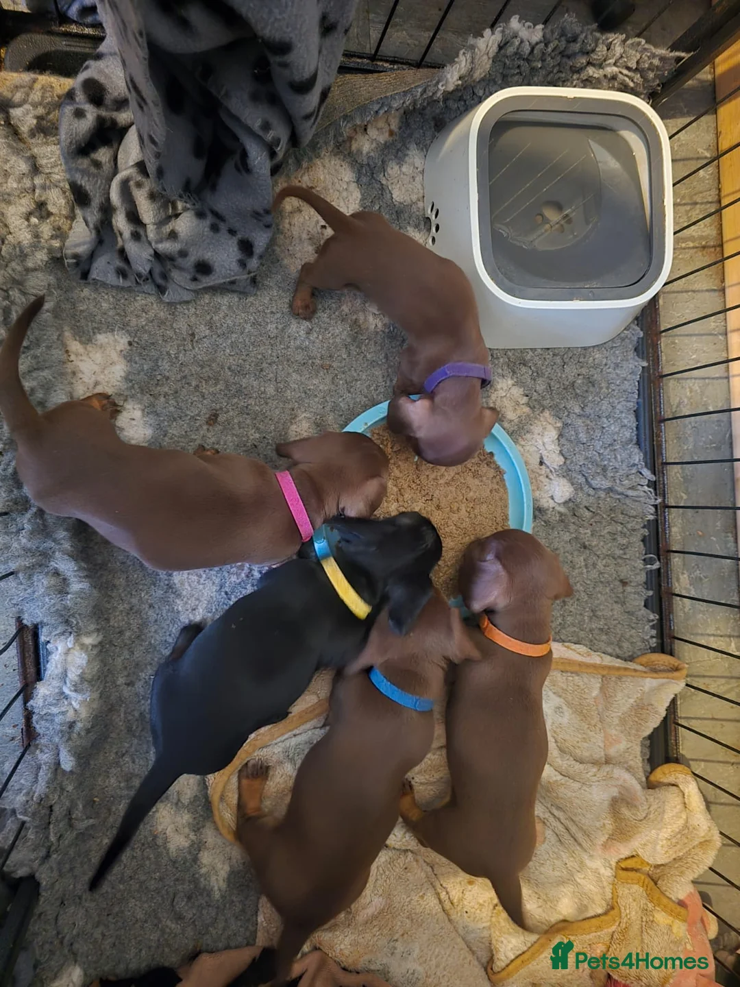 Miniature Dachshund dogs for sale: Miniature Dachshund Smooth Haired Puppies - Advert 2