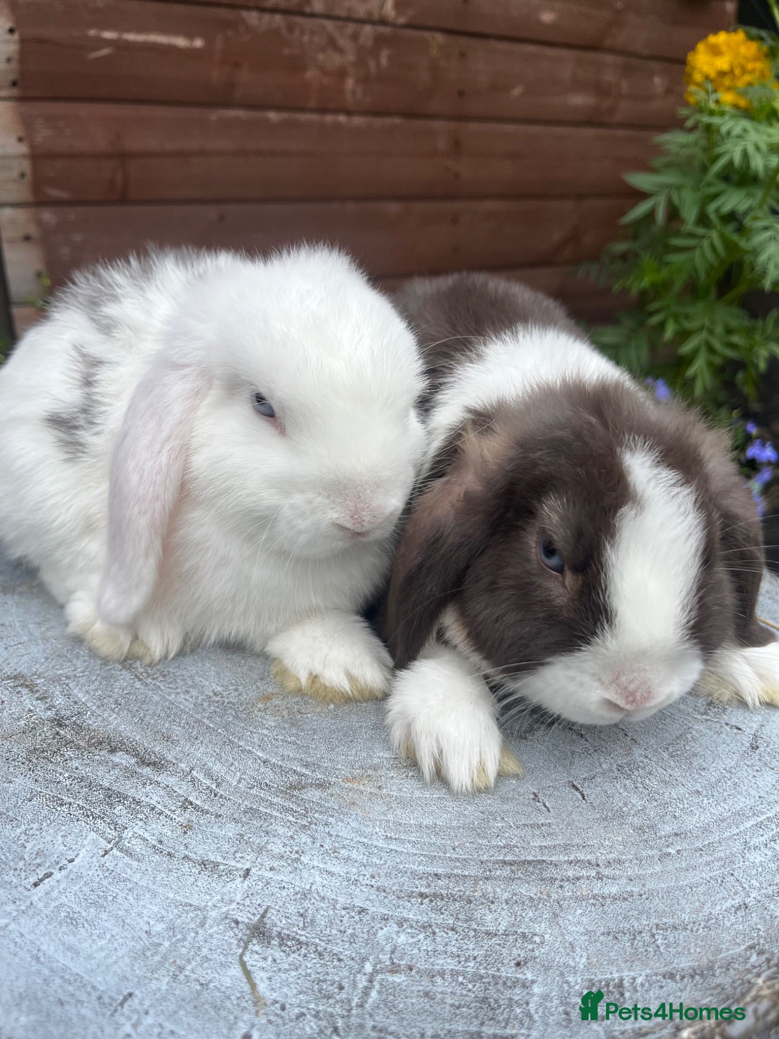 Mini Lop rabbits Gorgeous mini lops ready to go now   - Advert 2