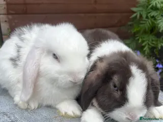 Mini Lop rabbits Gorgeous mini lops ready to go now - Advert 2