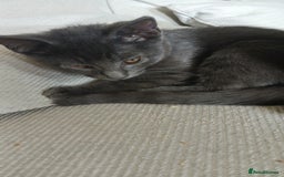 British Shorthair cats for sale: British short-hair  - Image 6