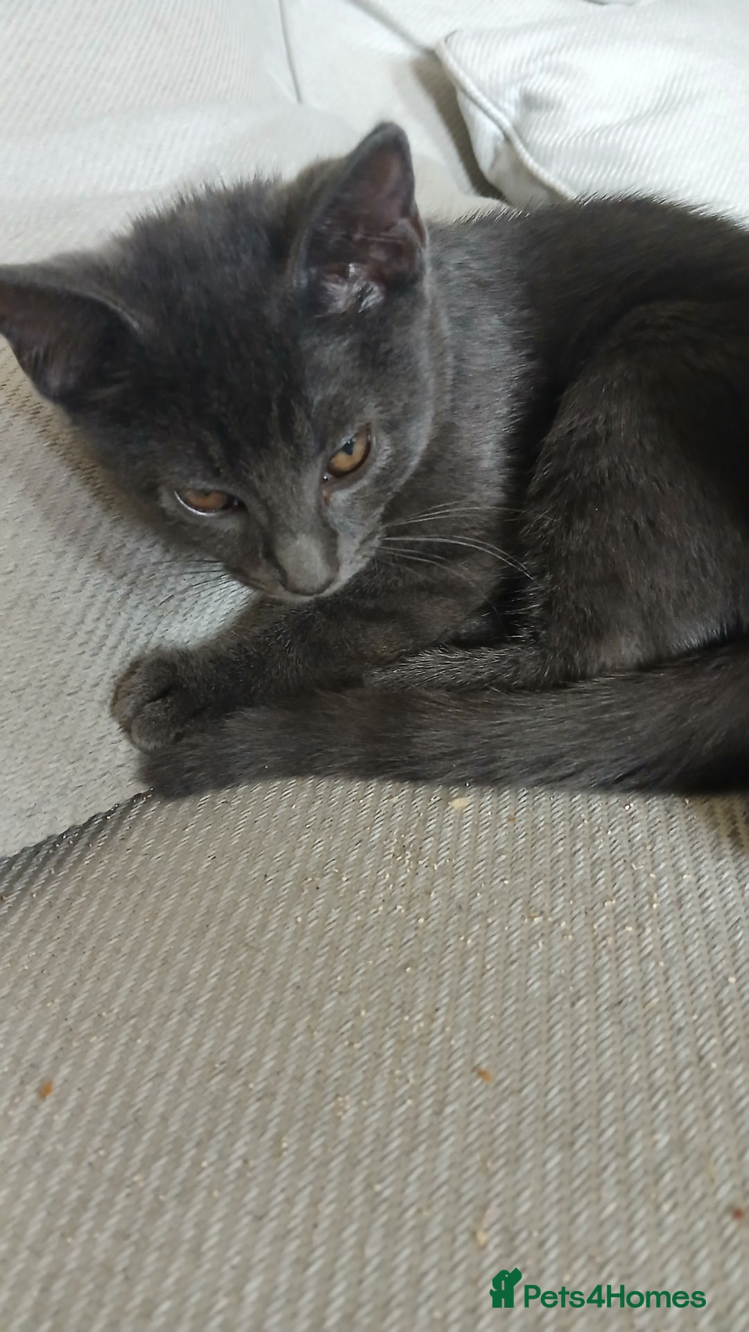 British Shorthair cats for sale: British short-hair  - Image 6