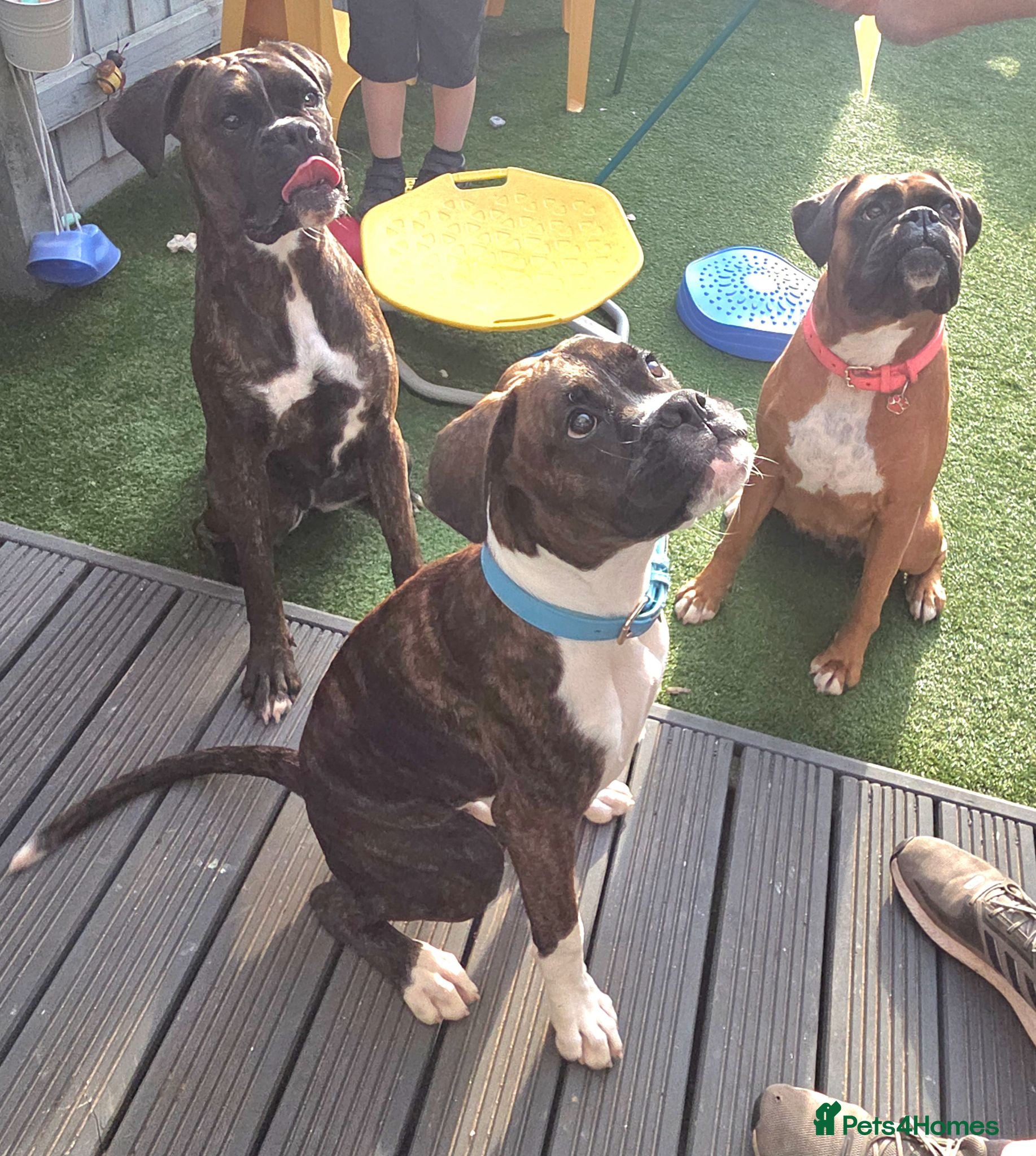 Boxer dogs 6 Month Old Male Boxer Puppy - Advert 7