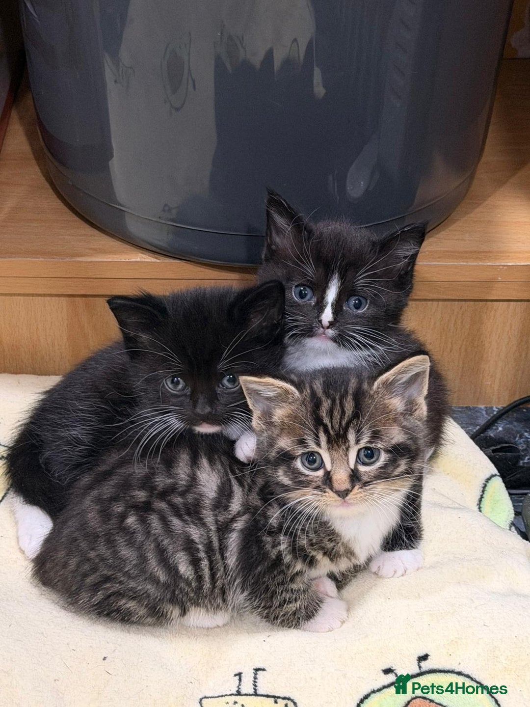 Mixed Breed cats for sale: Beautiful female kitten looking for new home - Advert 3