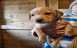 Labrador Retriever dogs for sale: Red 5th generation pedigree labrador  - Image 27