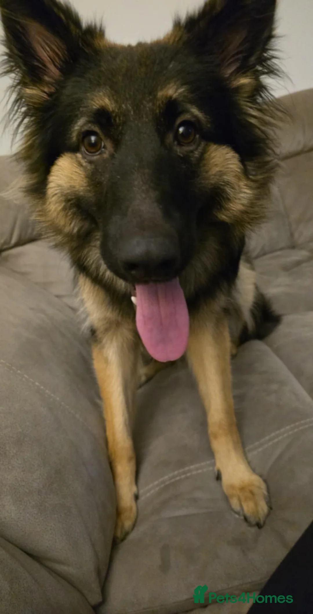 German Shepherd dogs for sale: Bitch German shepherd  - Advert 1