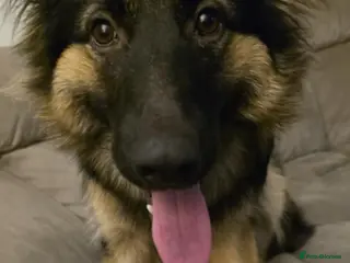 German Shepherd dogs Bitch German shepherd - Advert 1