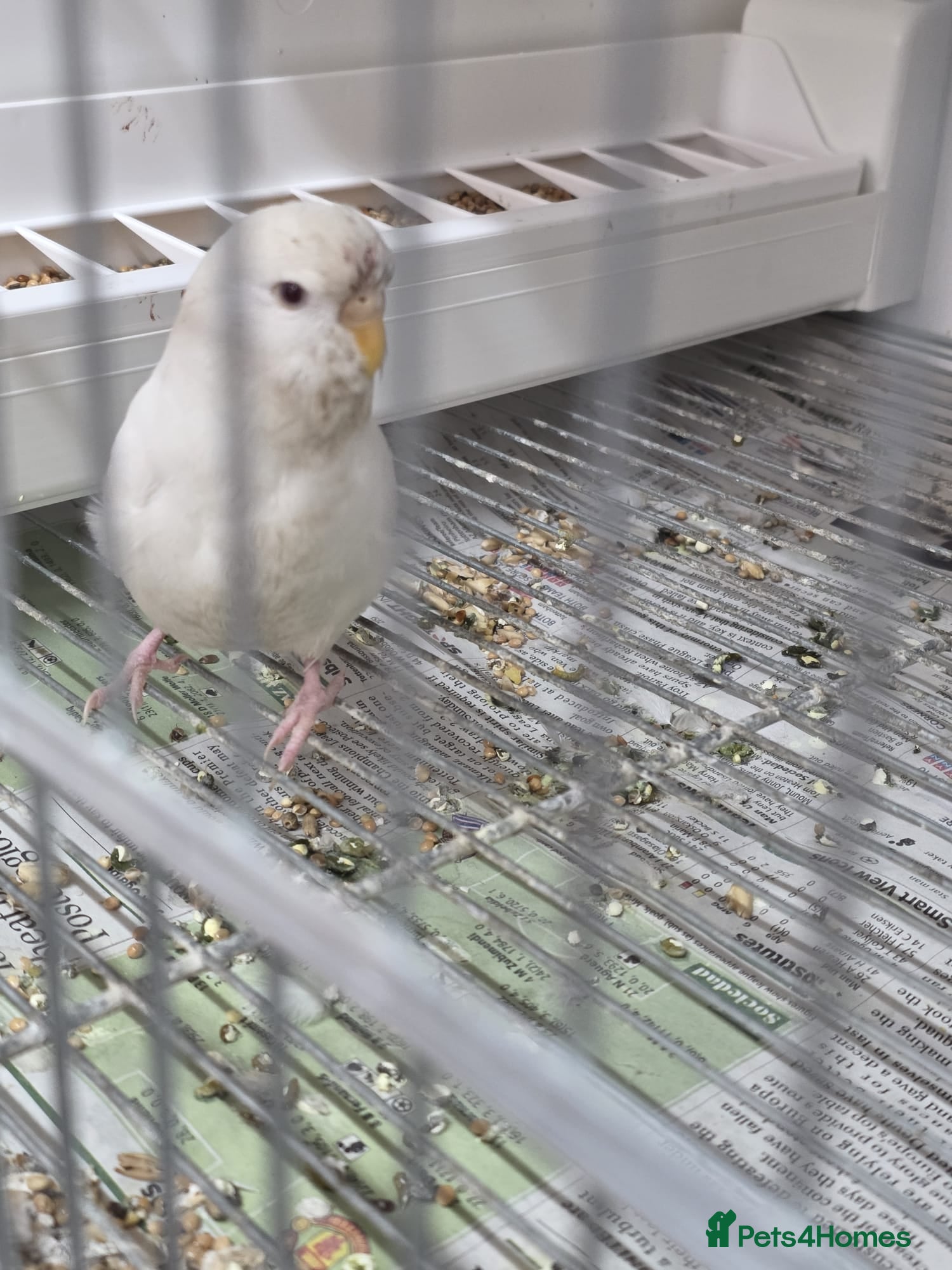 Budgerigars birds Semi tame budgies - Advert 2