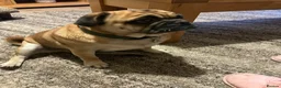 Jug dogs for adoption: 💙 One Little Pug X, One Big Heart 💙 in Droitwich - Advert 2
