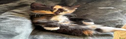 Mixed Breed cats for sale: 4 kittens - 2 male, 2 female  - Advert 6