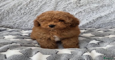 Toy Poodle dogs 💙Small kc registered red toy poodle💙 - Advert 11