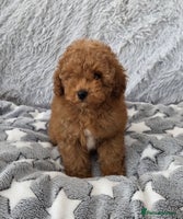 Toy Poodle dogs 💙Small kc registered red toy poodle💙 - Advert 2