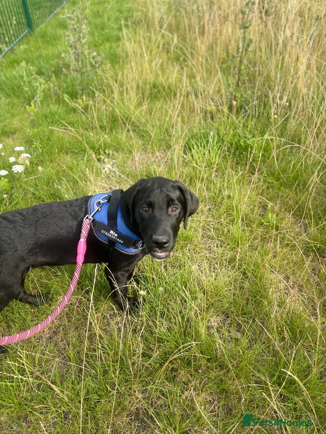 Goldador dogs for sale: Goldador for sale  - Advert 17