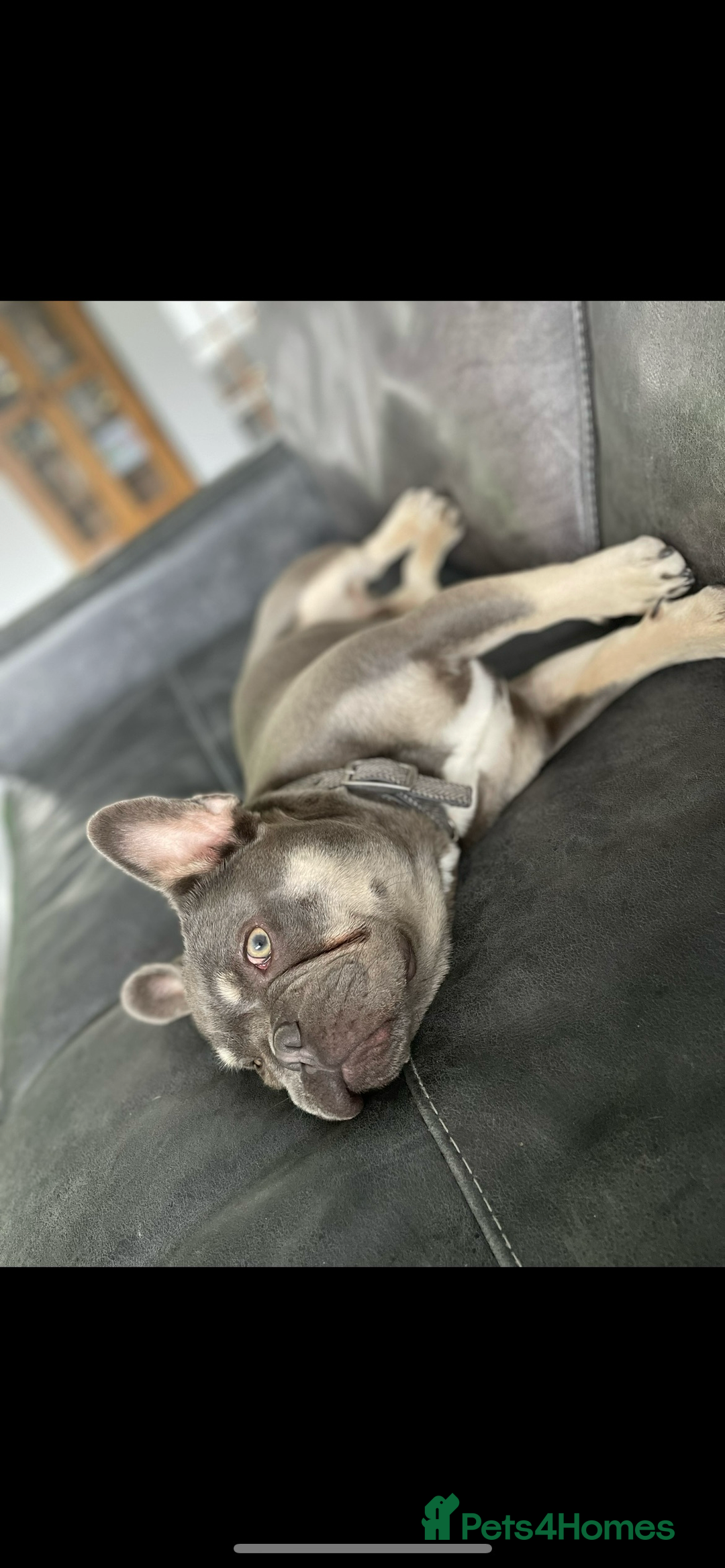 French Bulldog dogs for sale: French Bulldog Male 24 months old  - Image 2