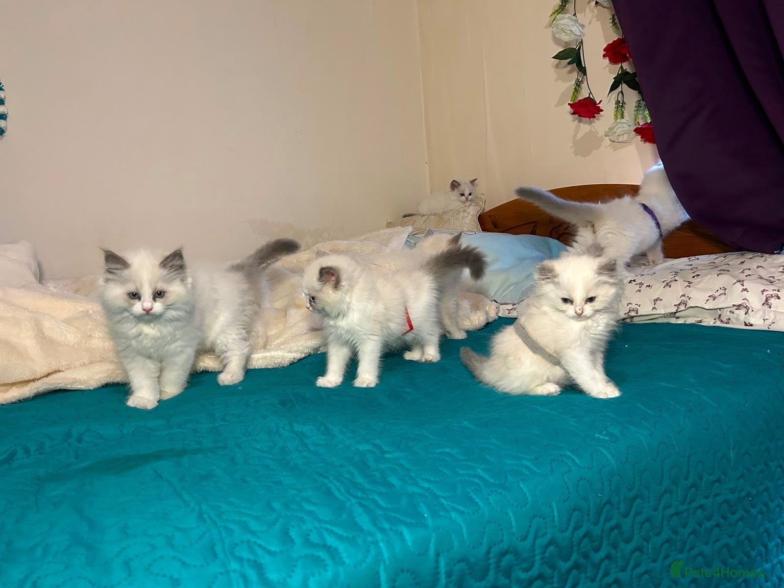 Ragdoll cats 6 beautiful ragdoll male kittens - Advert 2