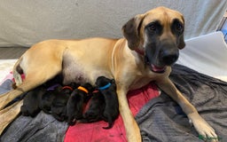 Great Dane dogs for sale: Stunning litter of 9 Great Danes  - Image 3
