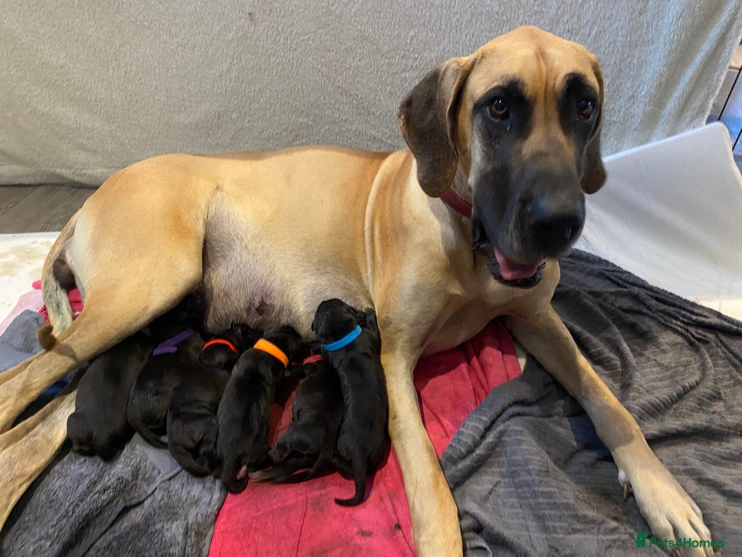 Great Dane dogs for sale: Stunning litter of 9 Great Danes  - Image 3