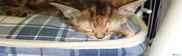 Domestic Shorthair cats for sale: Cute 9 week old kitten  - Advert 6
