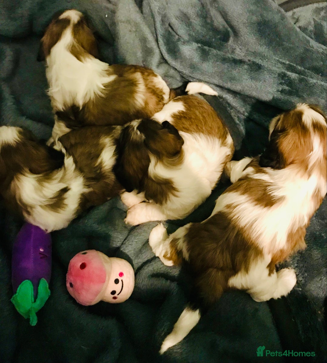 Cava Tzu dogs for sale: 4 stunning cavatzu puppies for sale  - Image 3