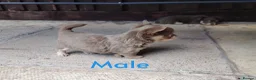 Chihuahua dogs for sale: 2 long coat chihuahua puppies  - Advert 5