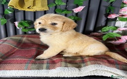 Golden Retriever dogs for sale: Handsome male golden retriever puppies for sale - Image 9